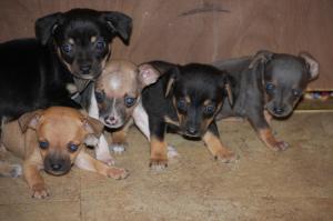 BlueChihuahuaChihuahuaCutepuppiesforSale